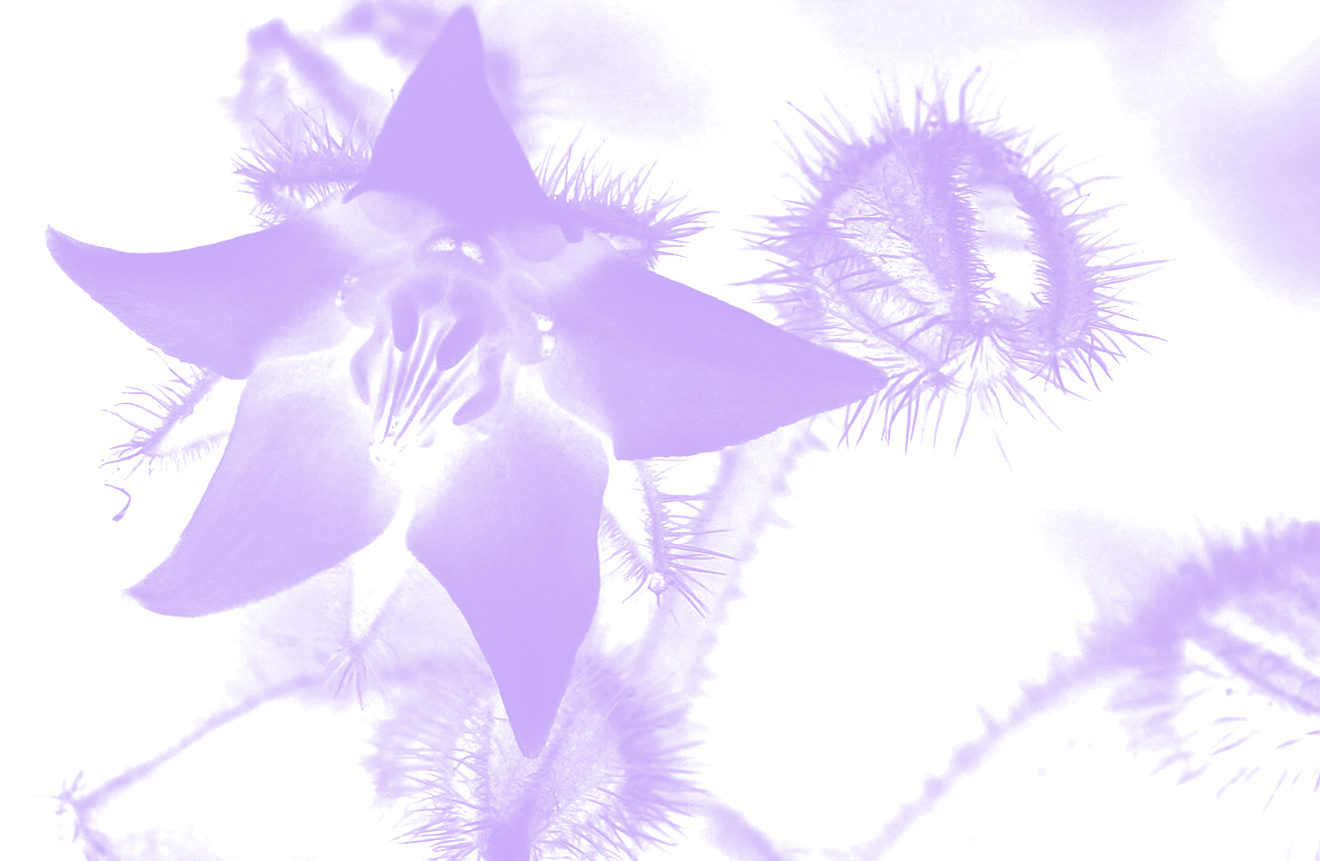 bourrache-violette