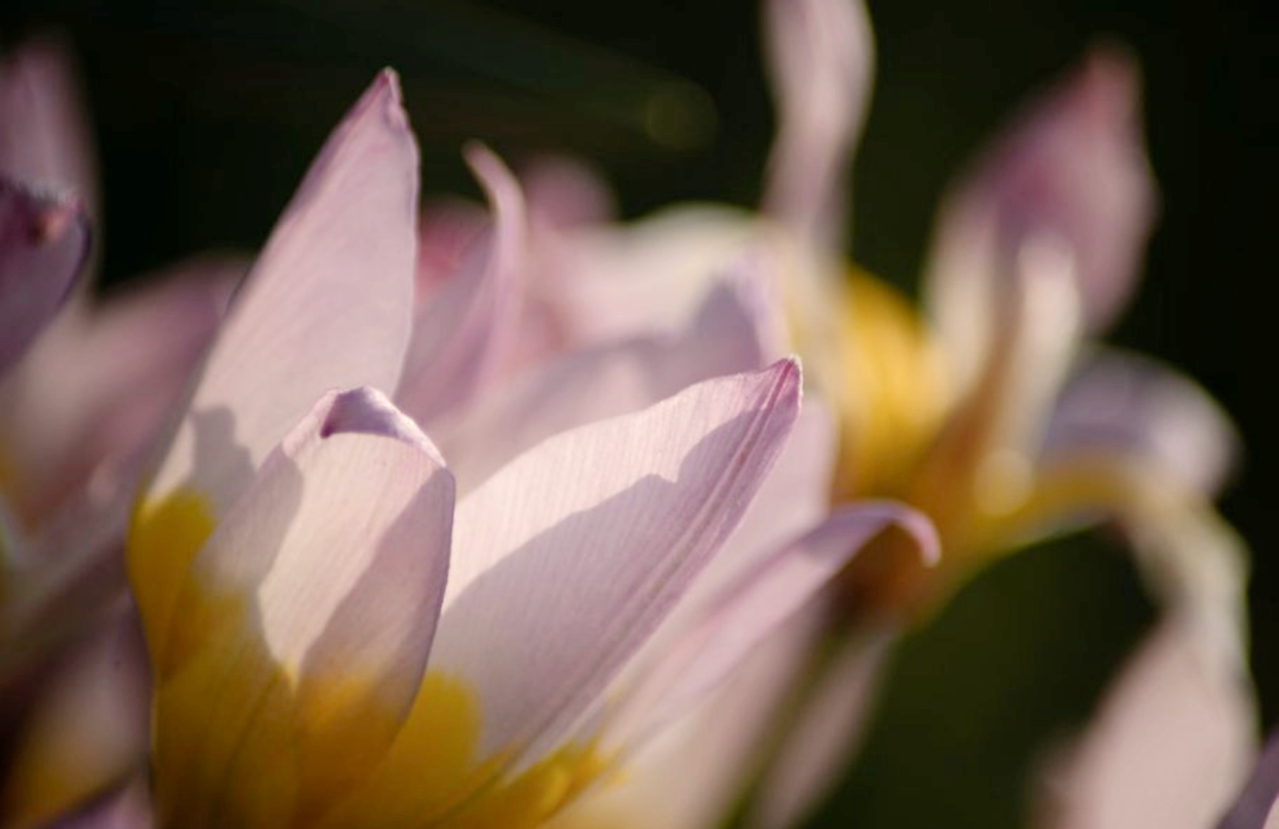 fleurs-celine