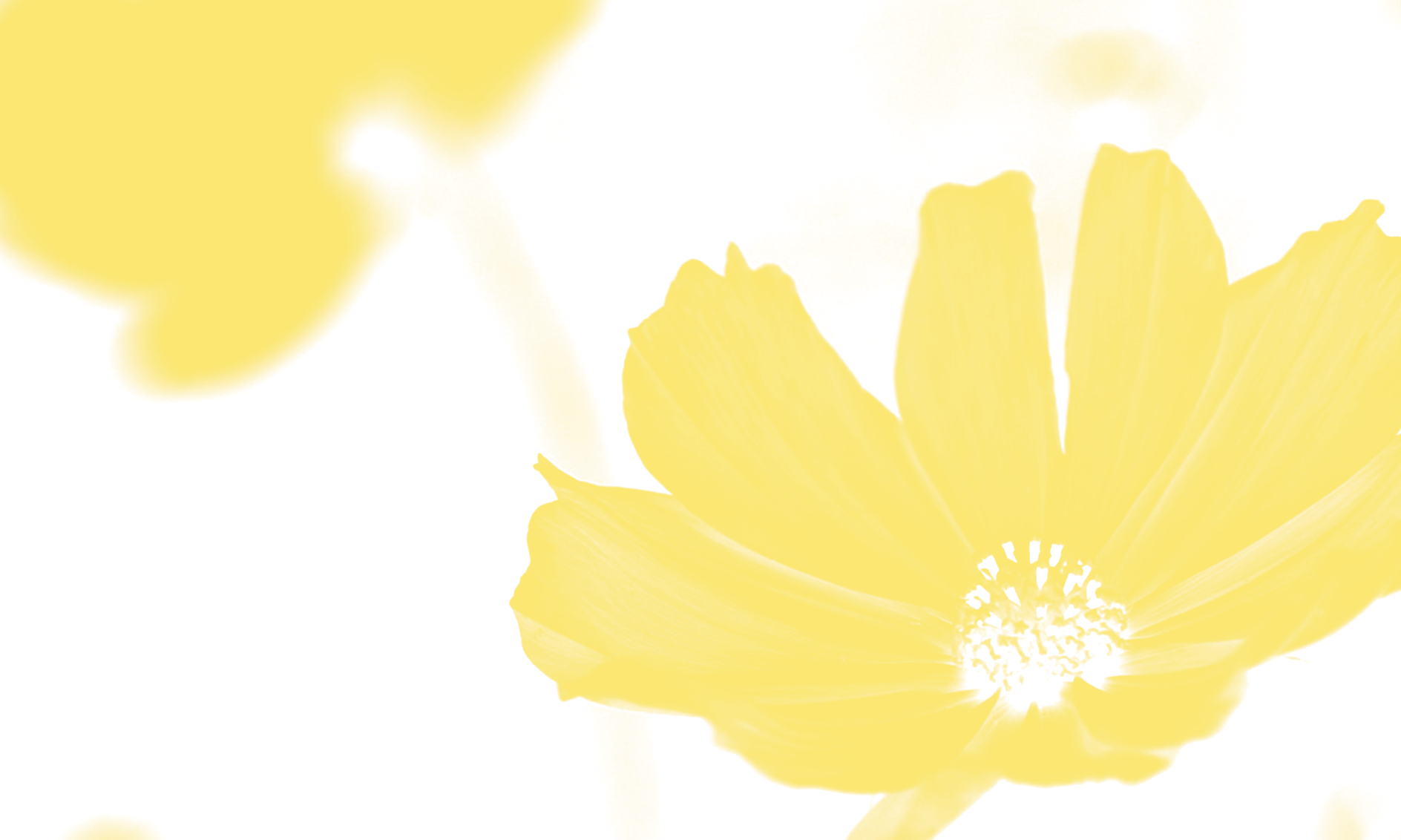 cosmos-jaune
