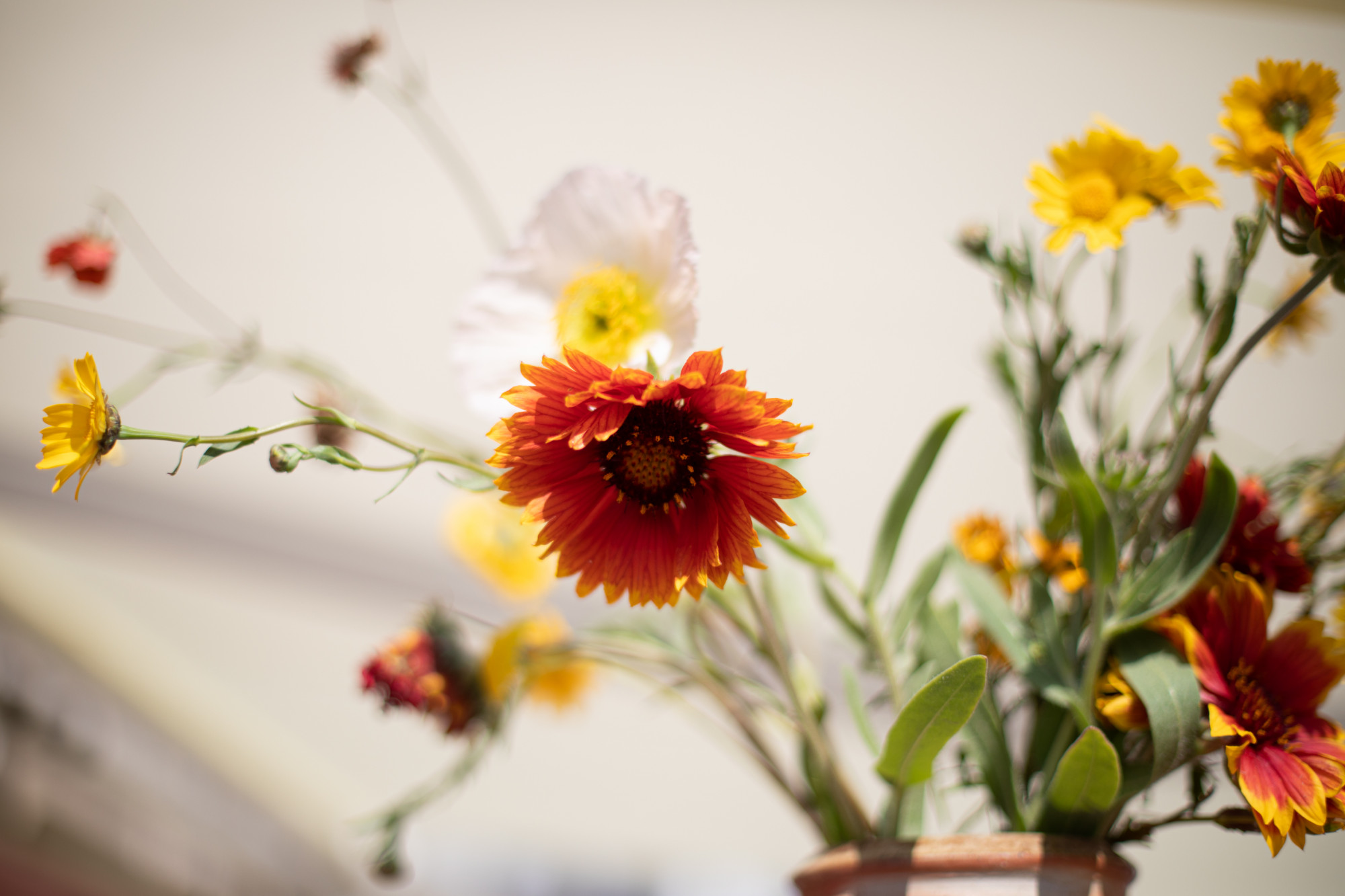image-champ-de-fleurs
