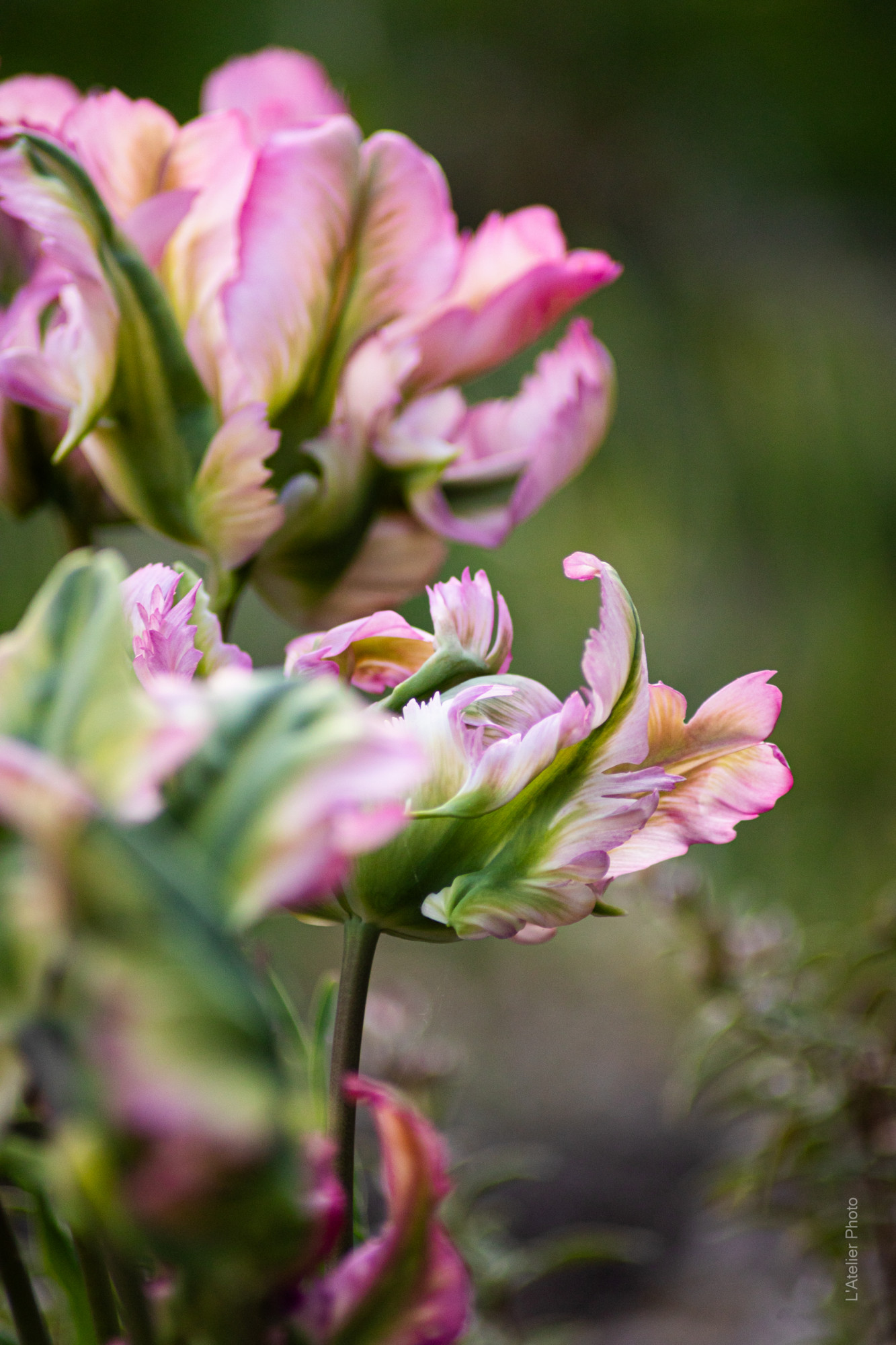 fleurs-serre