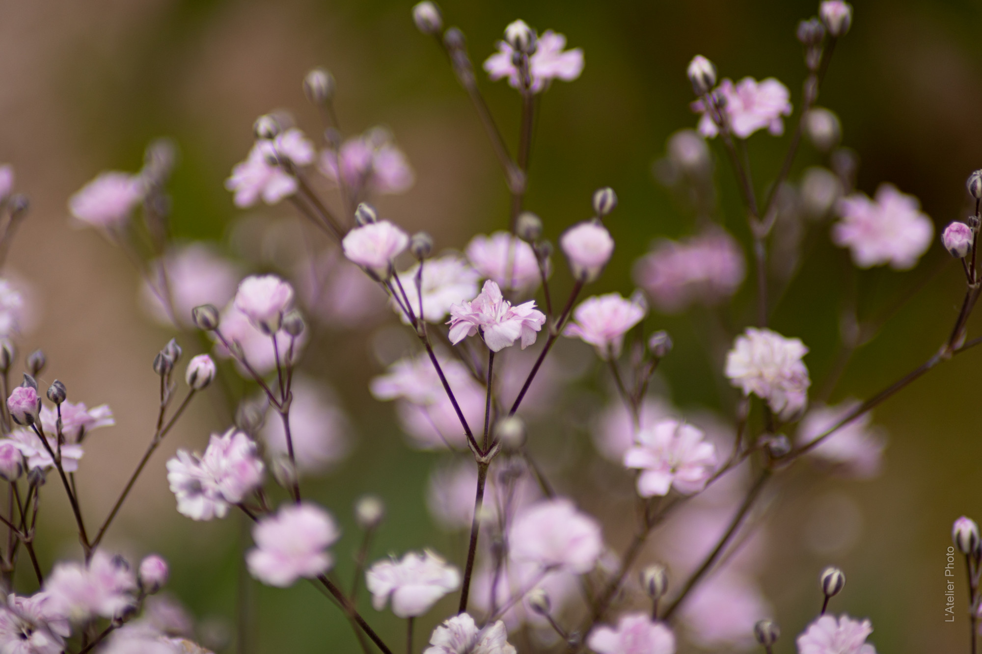 gypsophile