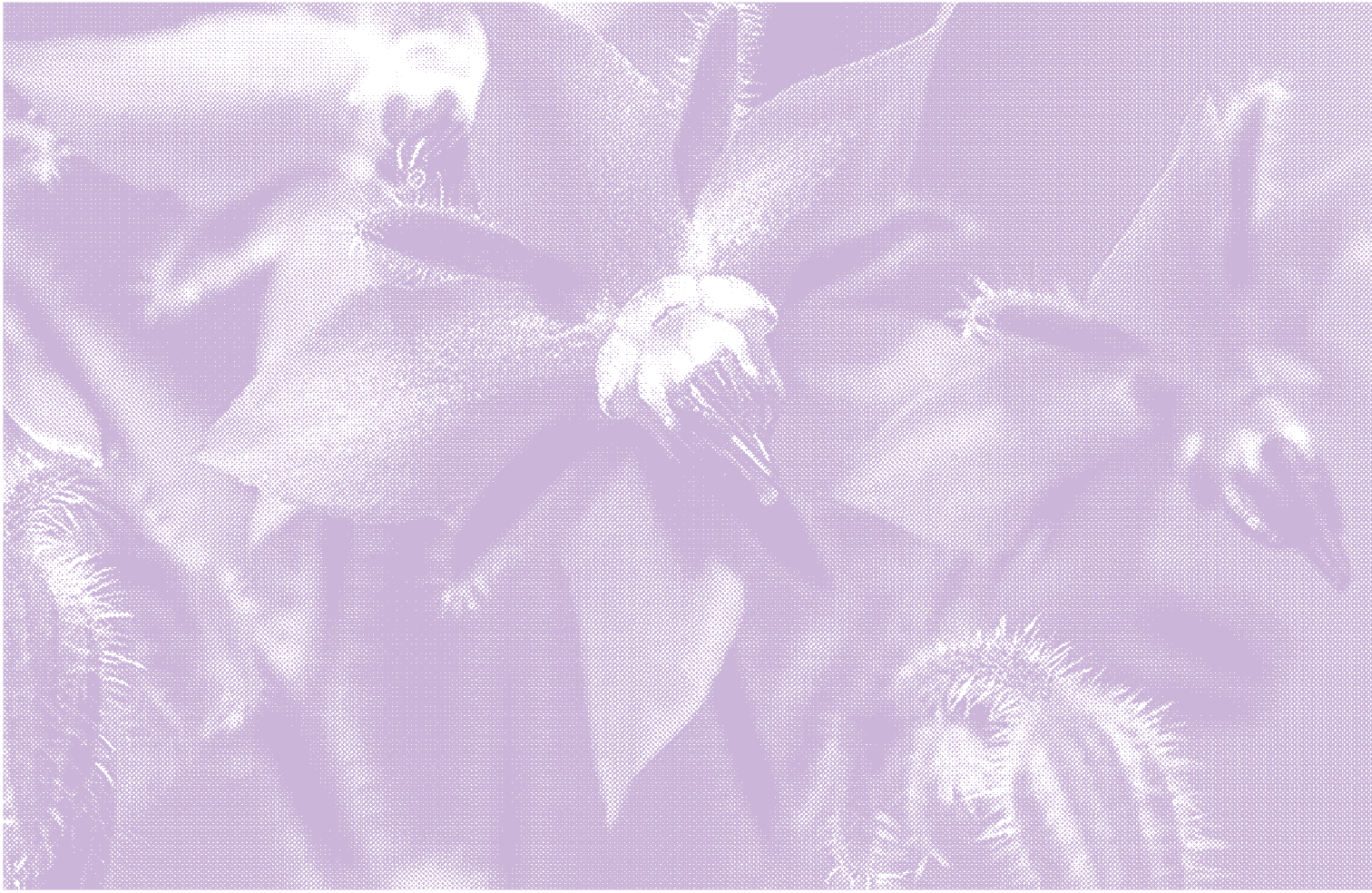 fleur-tramee-03